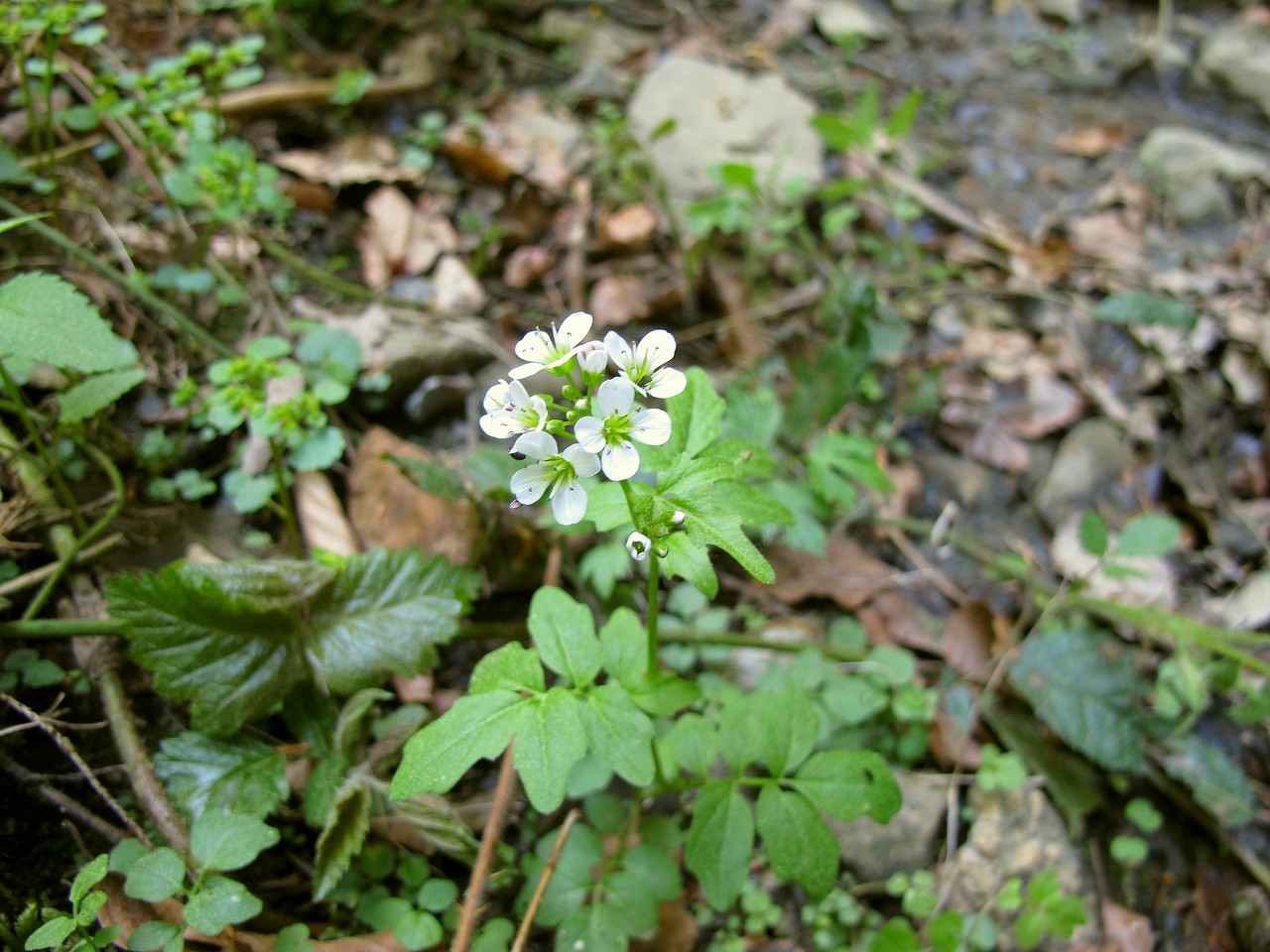 Изображение особи Cardamine amara.