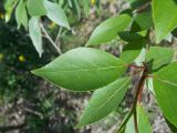 Populus laurifolia. Часть побега с листьями. Тамбовская обл., Петровский р-н, с. Петровское, берег пруда. 14.05.2013.