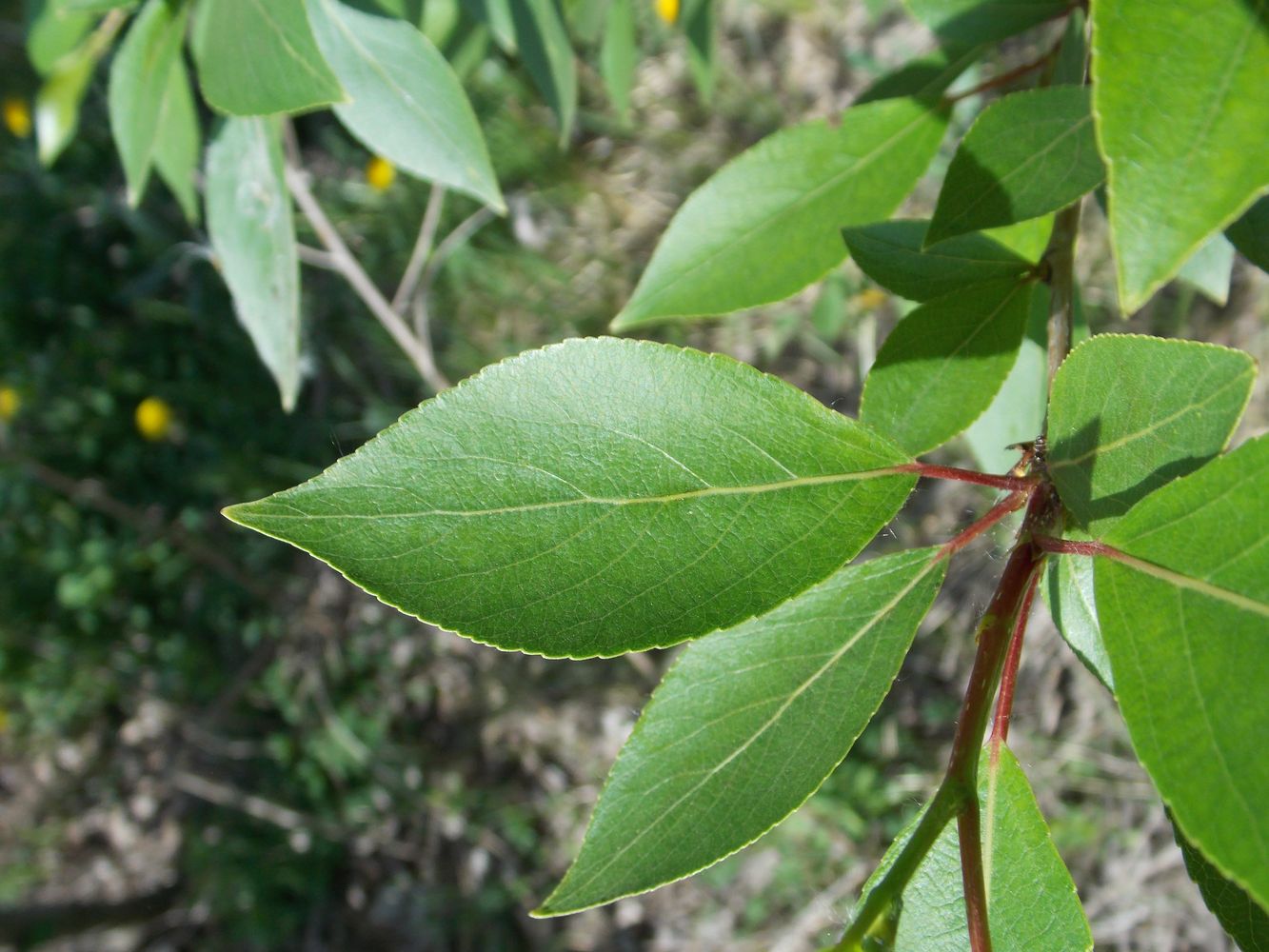 Image of Populus laurifolia specimen.