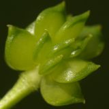 Ranunculus neapolitanus