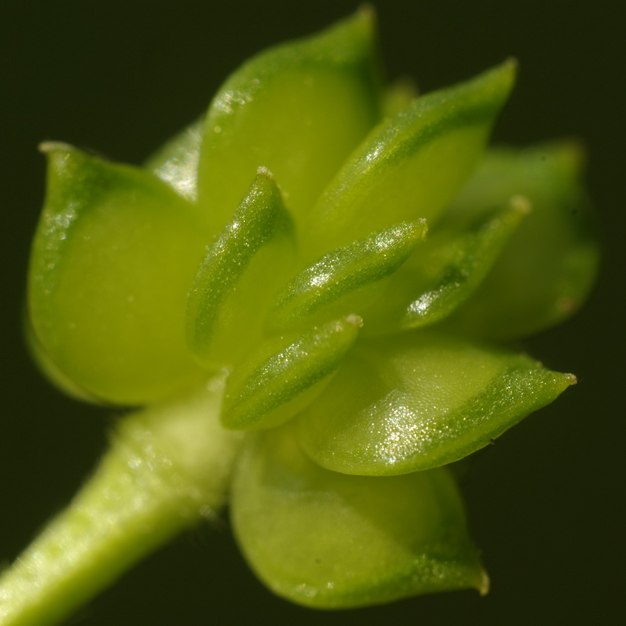 Изображение особи Ranunculus neapolitanus.