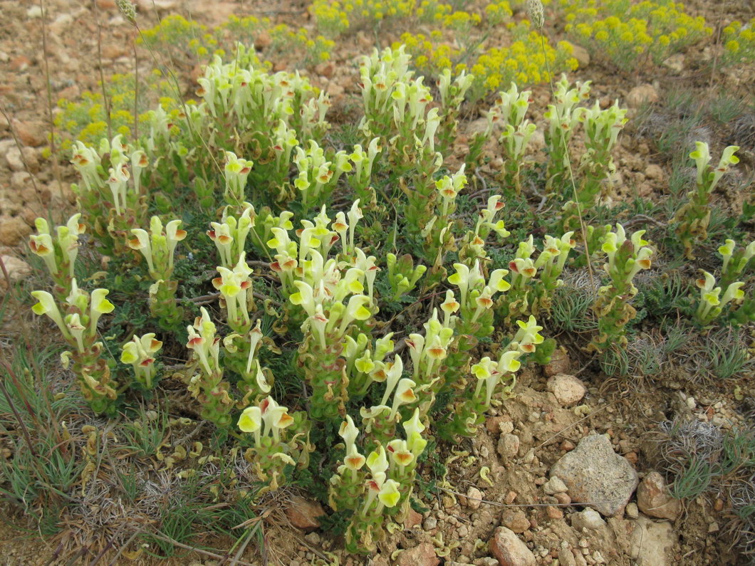 Изображение особи Scutellaria orientalis.