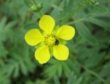 Potentilla bifurca. Цветок с кормящимся жуком. Новосибирская обл., Карасукский р-н, с. Благодатное, обочина дороги. 09.06.2013.