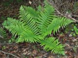 Dryopteris filix-mas. Взрослое растение. Нагорный Карабах, Мартакертский р-н, окр. с. Колатак. 10.05.2013.