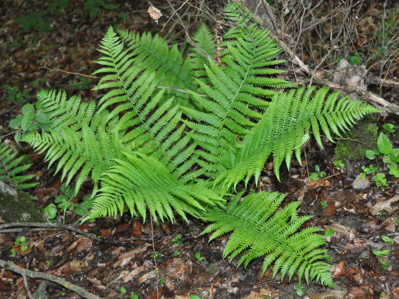 Image of Dryopteris filix-mas specimen.