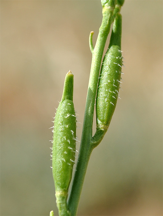 Image of Eruca sativa specimen.