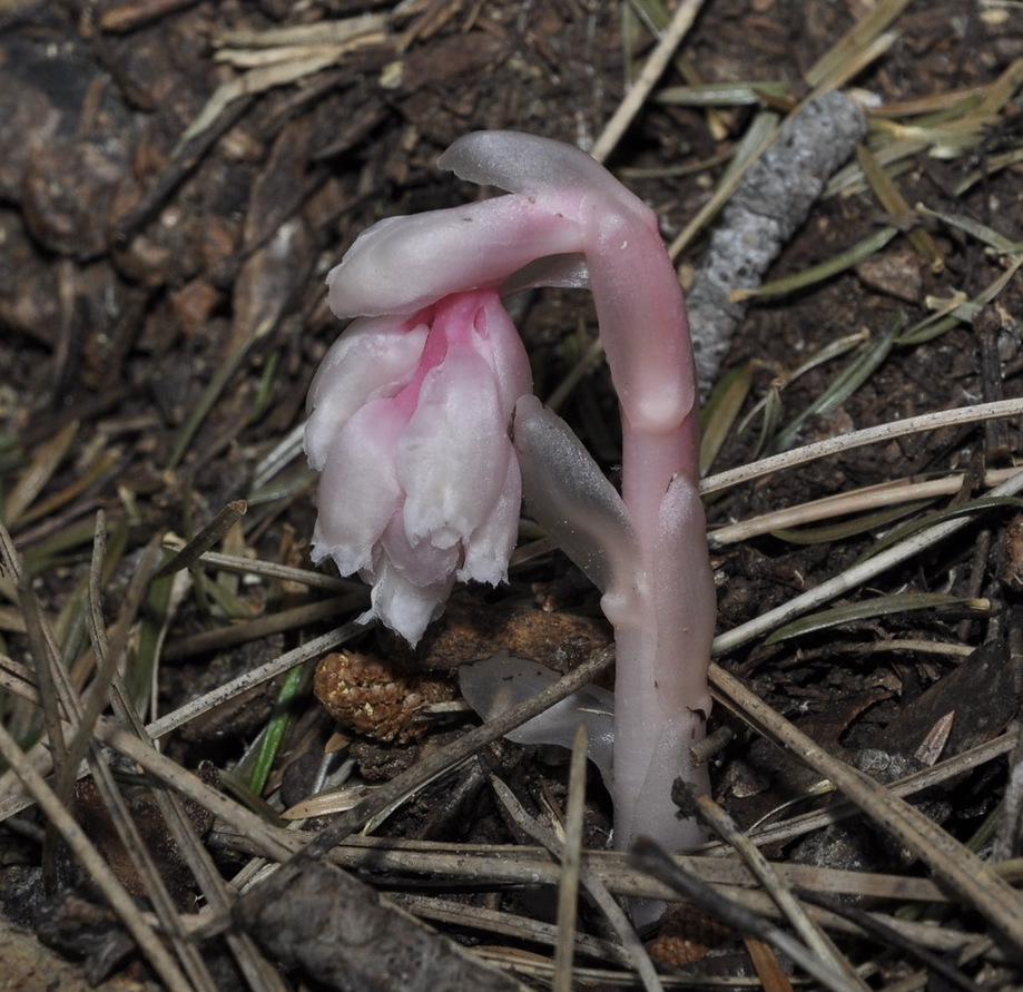 Image of Hypopitys monotropa specimen.
