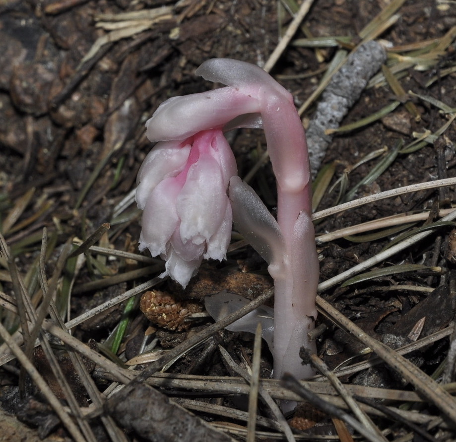 Изображение особи Hypopitys monotropa.