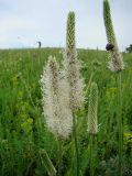 Plantago urvillei