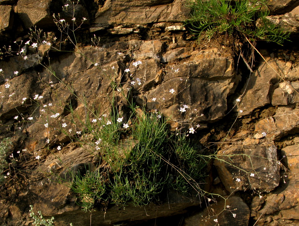 Изображение особи Gypsophila patrinii.