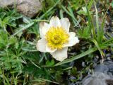 Trollius komarovii