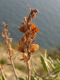 Veronica multifida