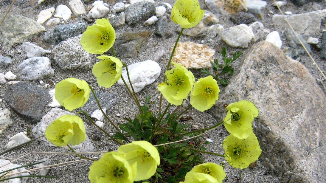 Изображение особи род Papaver.