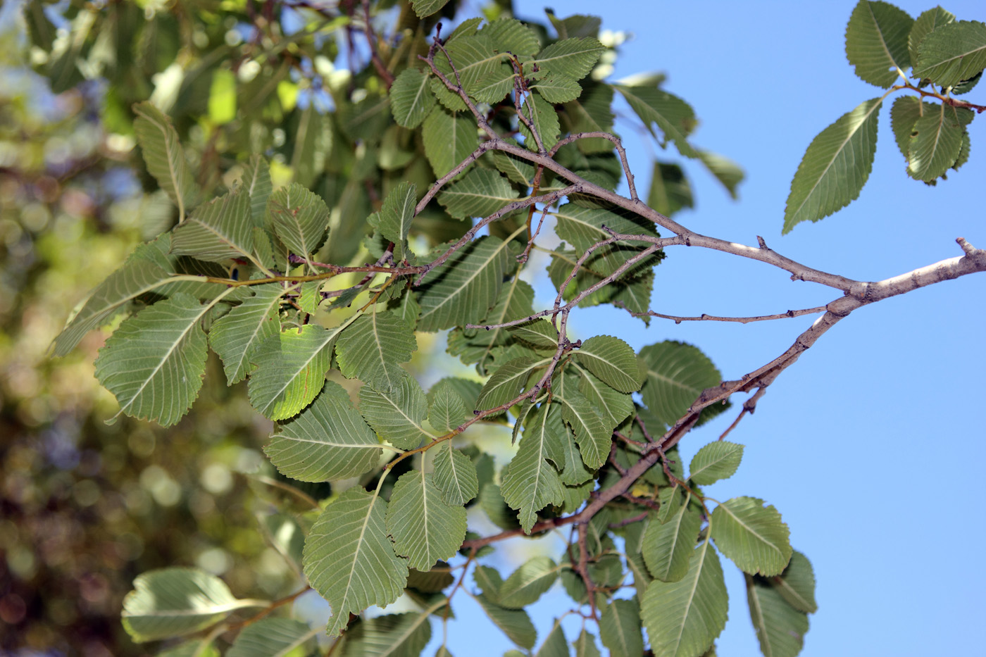 Изображение особи Ulmus laevis.