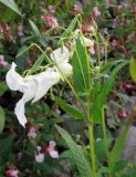 Impatiens glandulifera. Верхушка побега с цветками и плодами разной степени зрелости (белоцветковая безантоциановая форма). Томск, городская свалка. 01.10.2013.