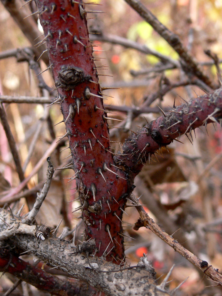 Image of Rosa glabrifolia specimen.