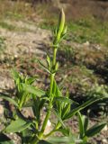 Saponaria officinalis