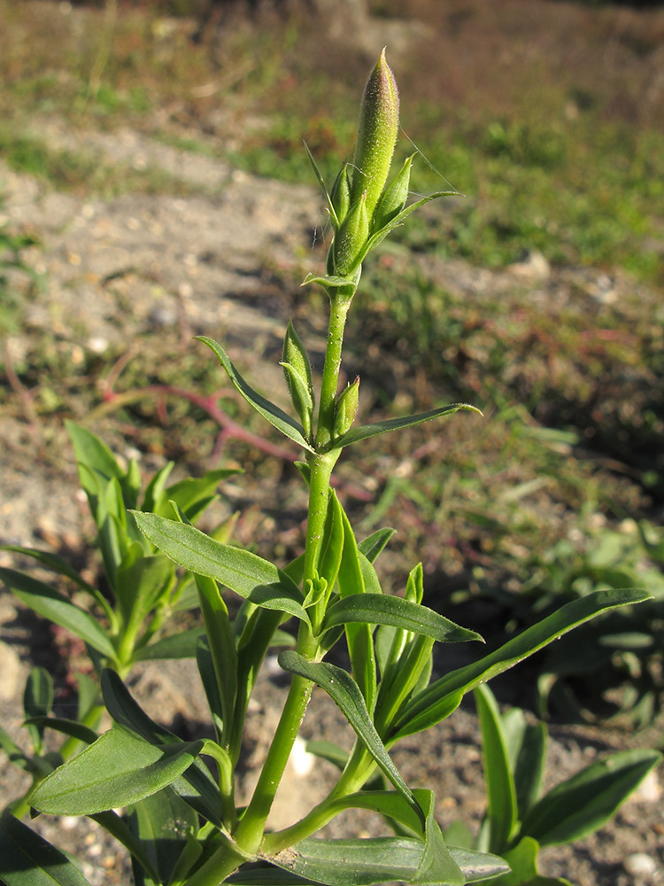 Изображение особи Saponaria officinalis.