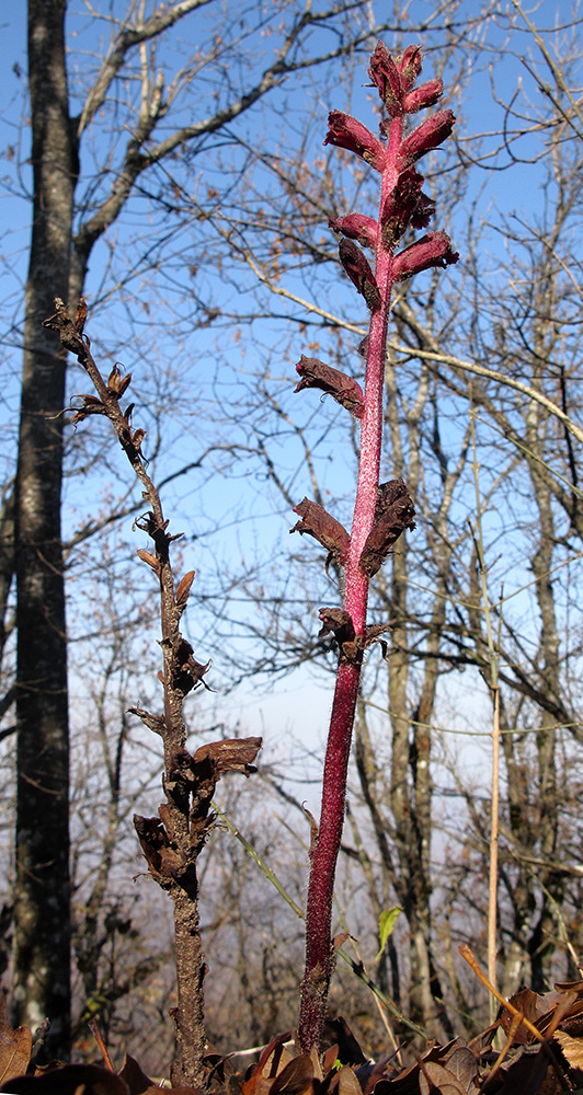 Изображение особи Orobanche laxissima.