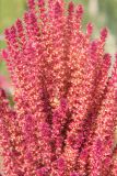 Amaranthus hypochondriacus