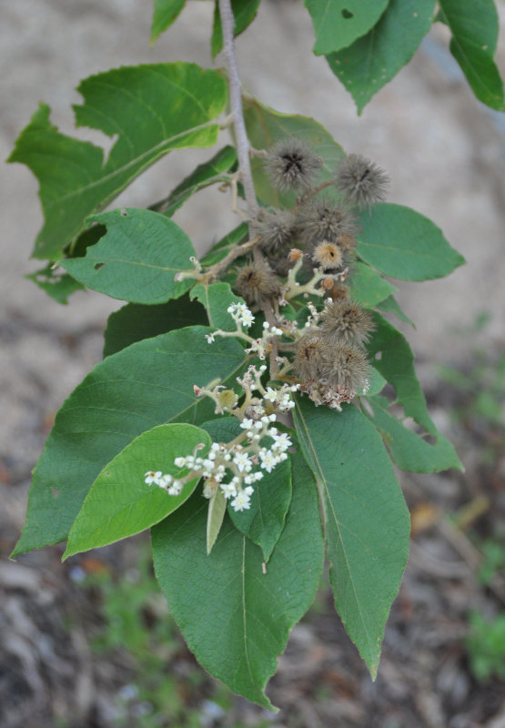 Image of Commersonia bartramia specimen.