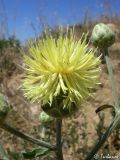 Centaurea salonitana