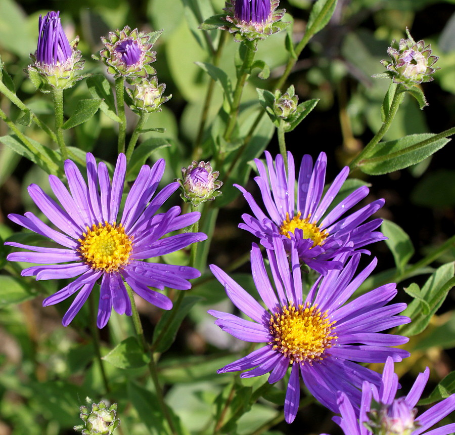 Изображение особи Aster amellus.