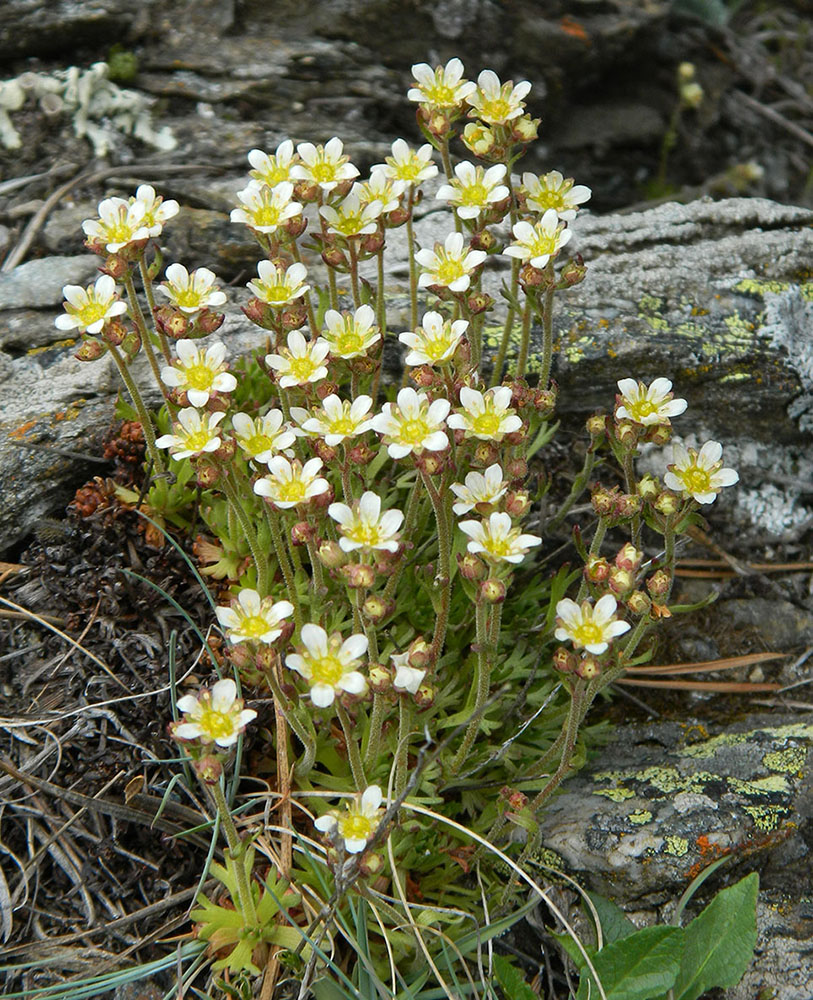 Image of Saxifraga verticillata specimen.