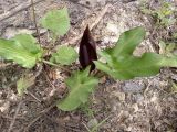 Arum elongatum. Цветущее растение. Крым, окр. Ялты, обочина дороги к Массандровскому дворцу. 06.05.2008.