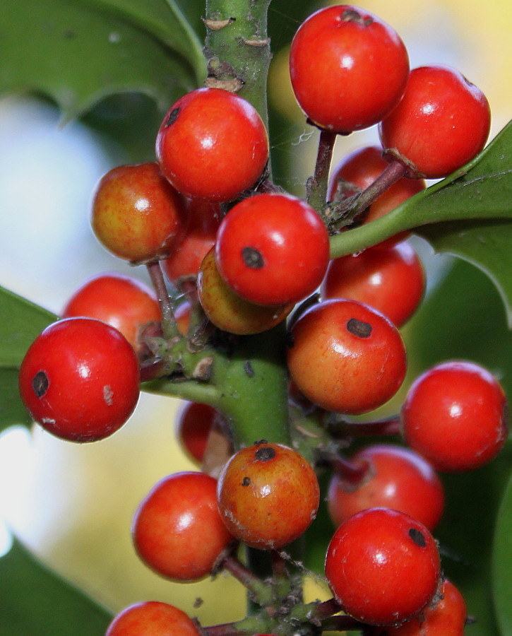 Изображение особи Ilex aquifolium.