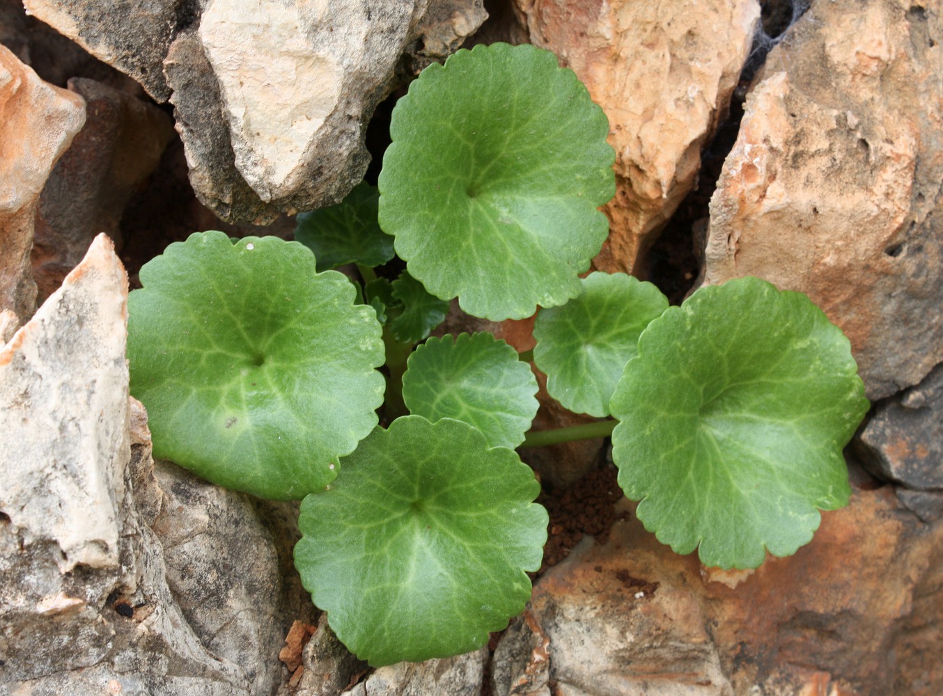 Изображение особи Umbilicus intermedius.