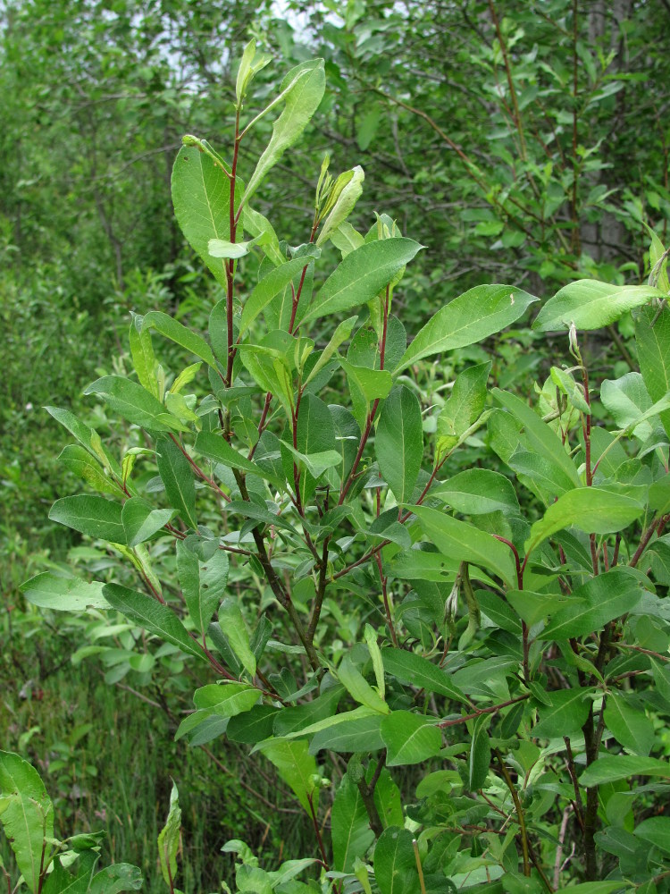 Image of Salix &times; laurina specimen.