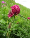 Trifolium alpestre. Верхушка цветущего растения. Украина, Львов, луговой склон южной экспозиции. 30 мая 2009 г.