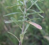 Alyssum alyssoides. Часть побега. Белгородская обл., Губкинский р-н, запов. \"Белогорье\", \"Ямская степь\". 11 июня 2009 г.