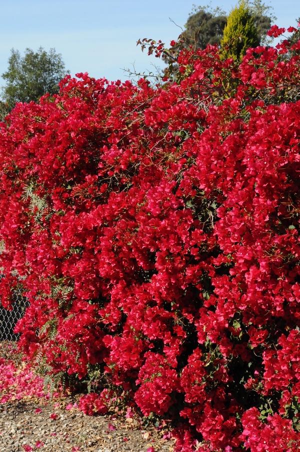 Image of genus Bougainvillea specimen.