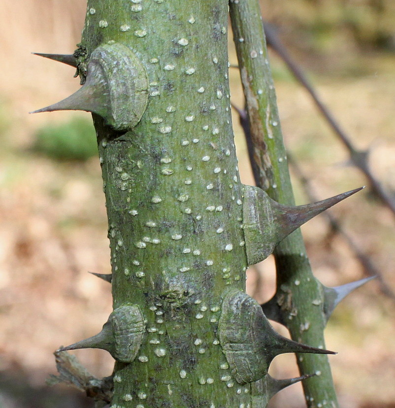 Изображение особи Zanthoxylum americanum.