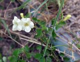 Asystasia gangetica