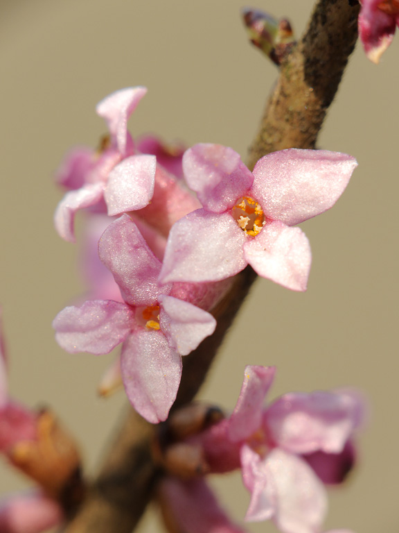 Image of Daphne mezereum specimen.