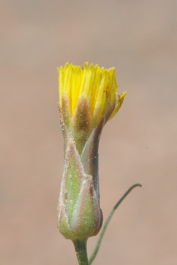 Image of Takhtajaniantha pusilla specimen.