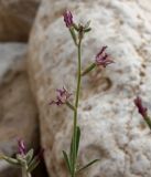 Matthiola longipetala ssp. livida