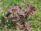 Paeonia caucasica