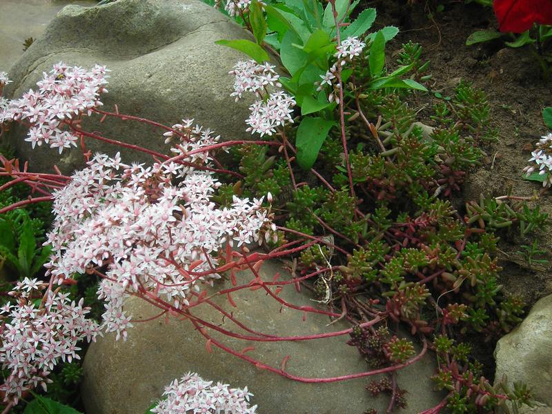 Изображение особи Sedum album.