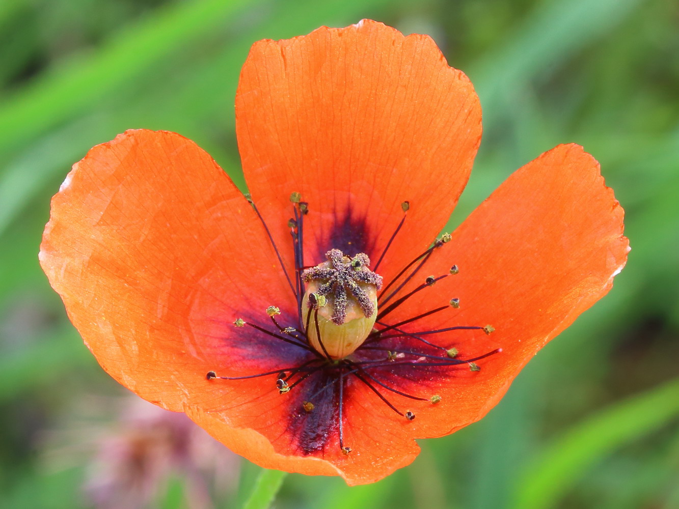 Image of Papaver stevenianum specimen.