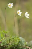 Image of taxon representative. Author is Илья Михеев