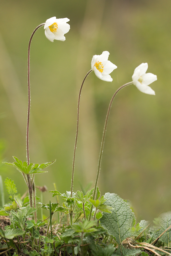 Image of Anemone sylvestris specimen.