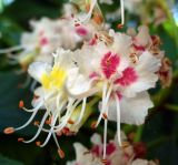 Aesculus hippocastanum