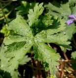 Geranium × magnificum. Лист. Германия, г. Дюссельдорф, Ботанический сад университета. 02.06.2014.
