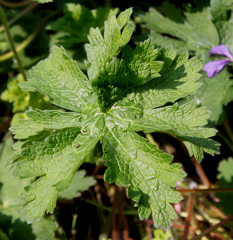 Изображение особи Geranium &times; magnificum.