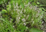 Thymus marschallianus