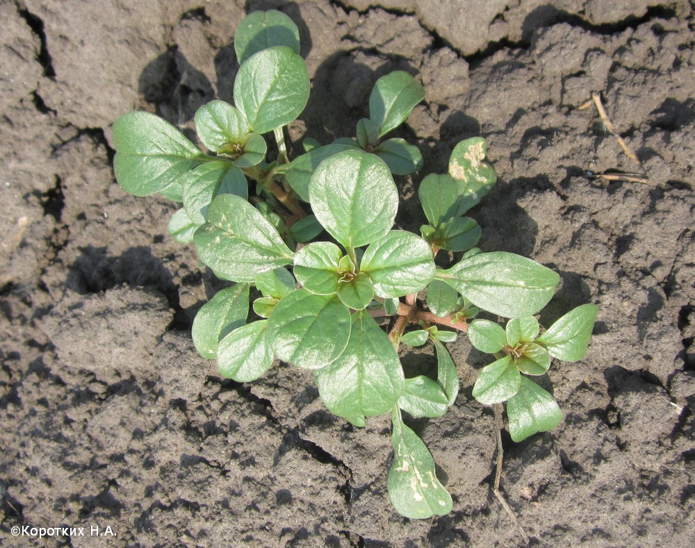 Изображение особи Amaranthus blitoides.